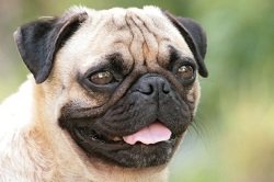 non shedding pug a list of non shedding breeds picking the best breed for your family non shedding pug a list of non shedding breeds picking the best breed for your family