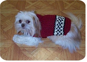 Free Crochet Pattern 80000AD Princess Dog Coat : Lion Brand Yarn