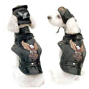  Clothes on Stylish Dog Clothes Like This Harley Davidson Jacket For Your Dog
