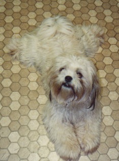Shedding Dog
