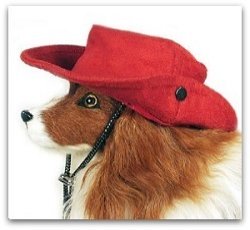 dog cool hats