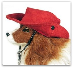 dog cool hats