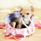 chihuahua puppy pictures