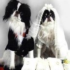 dog wedding clothes