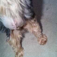 dog tumors in dogs