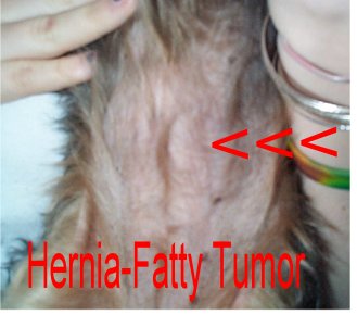 dog hernia