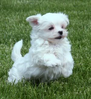 Maltese Dog Weight Chart