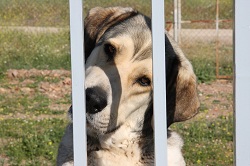 crate training dog