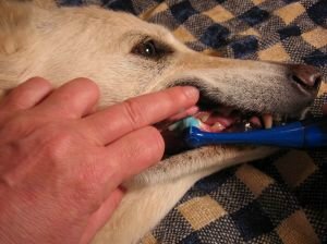 dog grooming and health