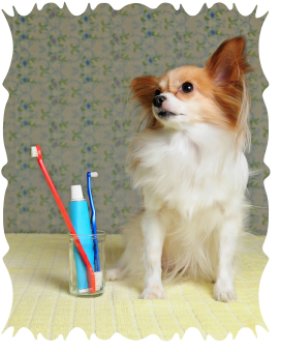 canine teeth cleaning