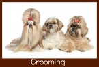 dog grooming clippers