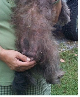 dermatitis yorkshire terrier