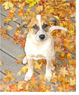 dog leash training