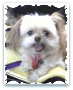 dog breeder Chihuahua & Shih Tzu