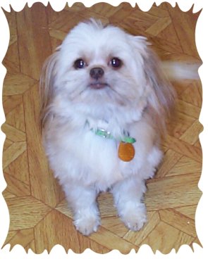 adopt puppy