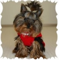 best dog breeds