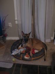 Belgian Malinois Rescue 