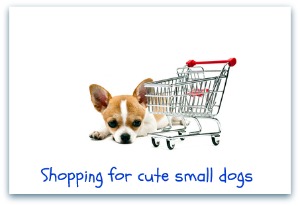 most popular small breed dogs