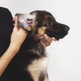 Painful smelly canine ear infections, symptoms and causes