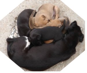  Pregnancy cycle, dogs giving birth