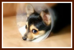 dog health problems symptoms