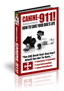 symptoms of dog illnesses