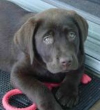 chocolate lab puppy