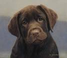 labrador retriever puppy