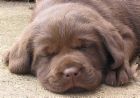 labrador puppy pictures