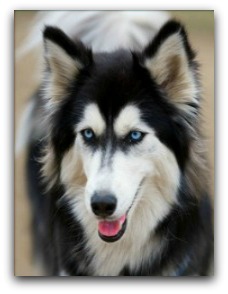 husky dog breed