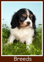 miniature dog breeds