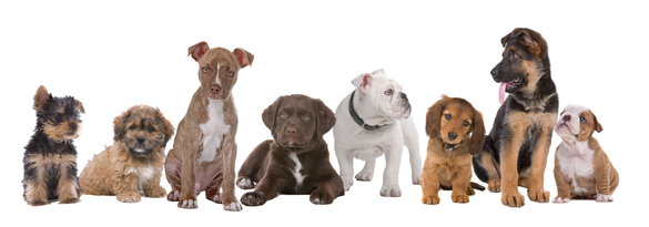 Pedigree dog sales selector quiz