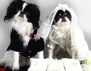 dog wedding accessories