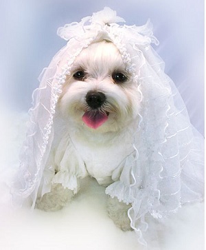 dog wedding accessories