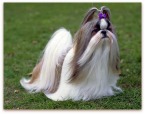 small breeds dogs