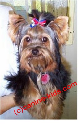 dog hair accessories