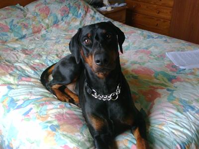 Doberman Pinchers are loveable too