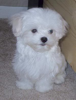 maltese for adoption