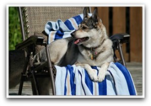  dog travel beds