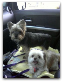 dog travel products