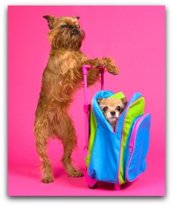dog travel kit
