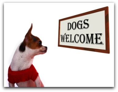 travel with dog