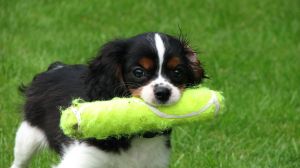 small mixed breed dogs