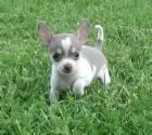 smallest dog breed