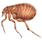 natural flea killer