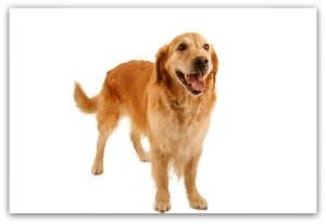 dog health blood in stool