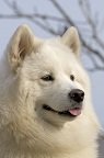 samoyed dog breed