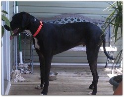 large wicker dog beds