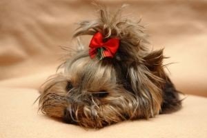 Yorkie hair bows