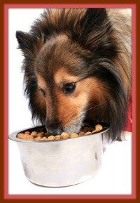 best puppy food